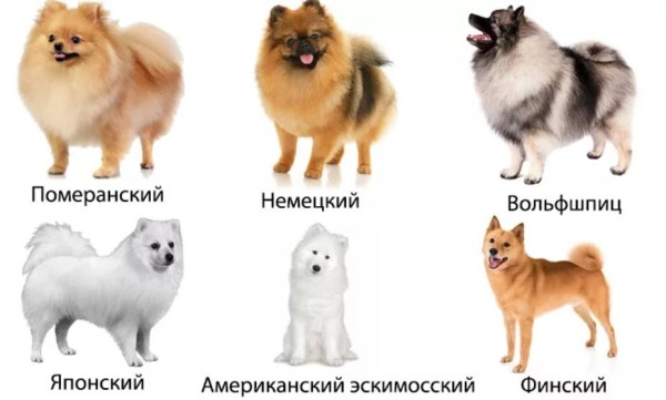 Вес шпица по месяцам, рост, таблица для померанского, мини и других видов Вес шпица по месяцам, рост, таблица для померанского, мини и других видов