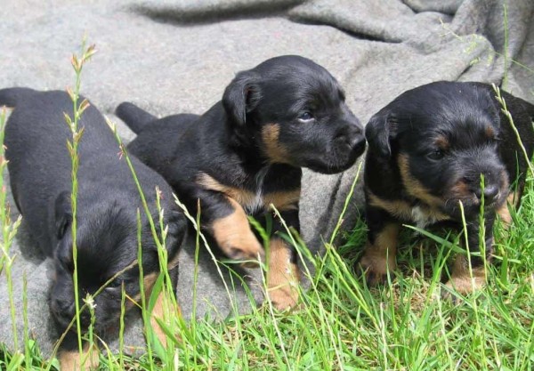 Ягдтерьер (немецкий): фото и видео, характеристики и особенности породы, уход