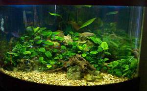 Cодержание анубиаса в аквариуме Cодержание анубиаса в аквариуме
