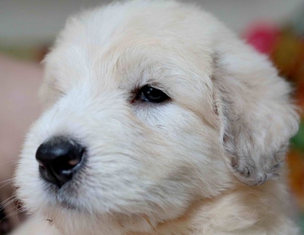 Южнорусская овчарка: характер, фото, уход и содержание питомца