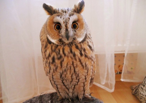 7 животных, которых запрещено содержать в домашних условиях c 1 января 2020 года 7 животных, которых запрещено содержать в домашних условиях c 1 января 2020 года