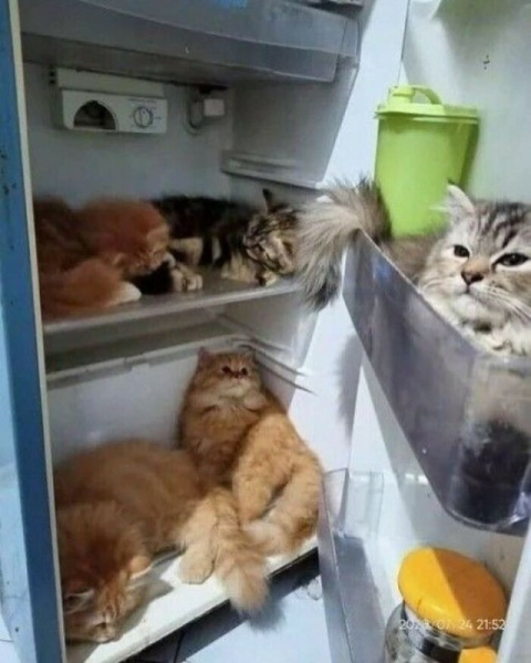 Котейки, которые вызовут улыбку (30 фото)