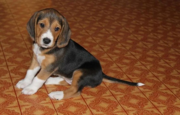 Эстонская гончая: фото и характеристики, особенности ухода