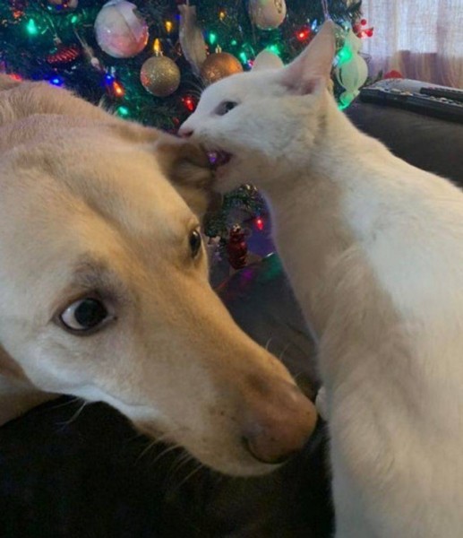 Настроение и эмоции в фотографиях с четвероногими любимцами (30 фото) Настроение и эмоции в фотографиях с четвероногими любимцами (30 фото)