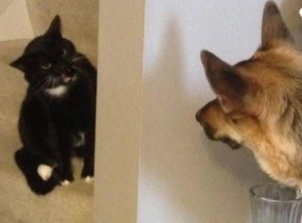 Настроение и эмоции в фотографиях с четвероногими любимцами (30 фото) Настроение и эмоции в фотографиях с четвероногими любимцами (30 фото)