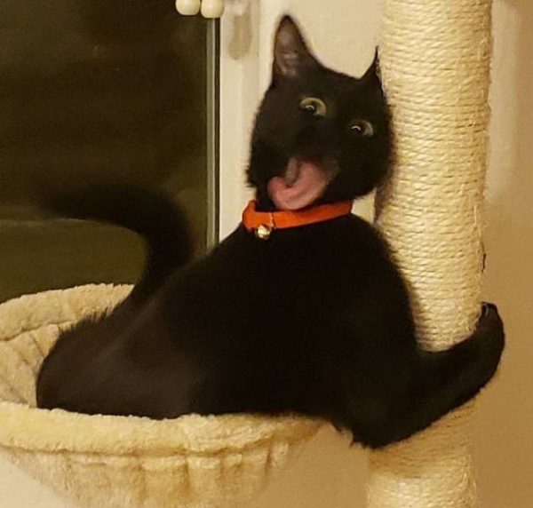 Настроение и эмоции в фотографиях с четвероногими любимцами (30 фото) Настроение и эмоции в фотографиях с четвероногими любимцами (30 фото)