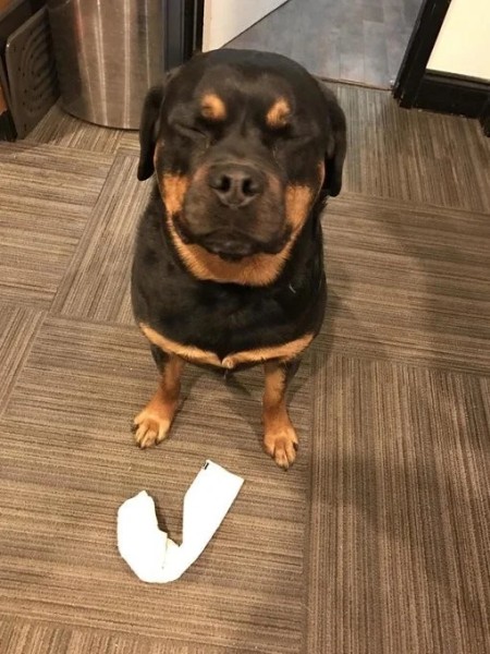 Домашние любимцы совершенно не понимают, за что их ругают Домашние любимцы совершенно не понимают, за что их ругают