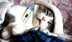 Болезни кошек: основные симптомы и лечение, отказ от еды Болезни кошек: основные симптомы и лечение, отказ от еды