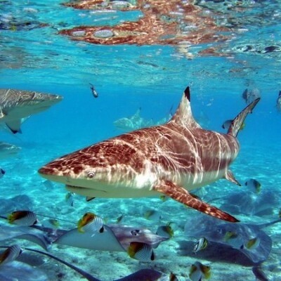 Есть мир такой красивый, волшебным кажется он нам (22 фото) Есть мир такой красивый, волшебным кажется он нам (22 фото)