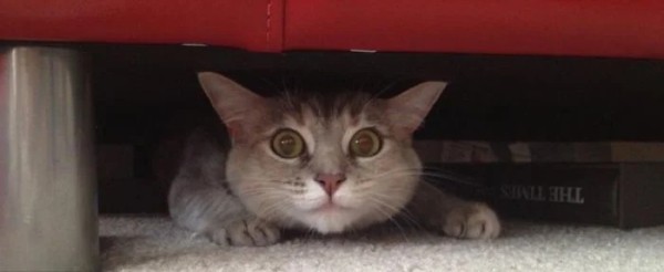 Котики и их забавные попытки слиться с окружением Котики и их забавные попытки слиться с окружением