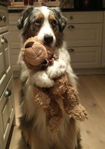 Настроение и эмоции в фотографиях с четвероногими любимцами (30 фото) Настроение и эмоции в фотографиях с четвероногими любимцами (30 фото)