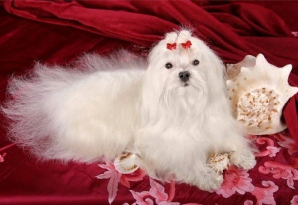 7 животных, у которых есть собственные виллы, слуги и миллионные счета в банках 7 животных, у которых есть собственные виллы, слуги и миллионные счета в банках