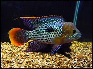 Акара бирюзовая: особенности содержания и размножения Акара бирюзовая: особенности содержания и размножения