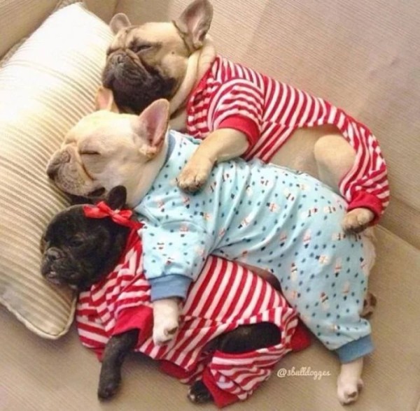 Хозяева наряжают питомцев в пижамы, курточки и штанишки как ценителей моды Хозяева наряжают питомцев в пижамы, курточки и штанишки как ценителей моды