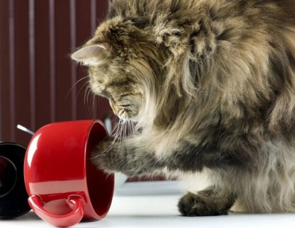 Домашние любимцы совершенно не понимают, за что их ругают Домашние любимцы совершенно не понимают, за что их ругают