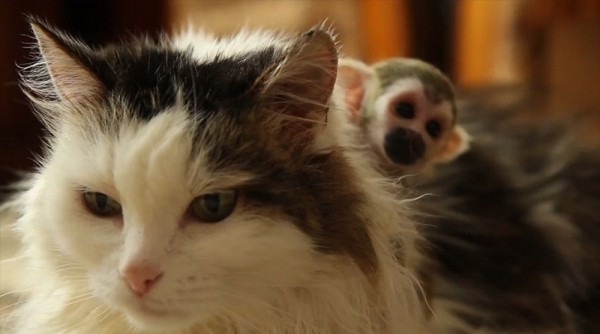 5 трогательных случаев, когда кошки «усыновили» необычных детенышей 5 трогательных случаев, когда кошки «усыновили» необычных детенышей