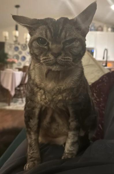 20+ котиков, которые ведут себя как настоящие мудрецы 20+ котиков, которые ведут себя как настоящие мудрецы