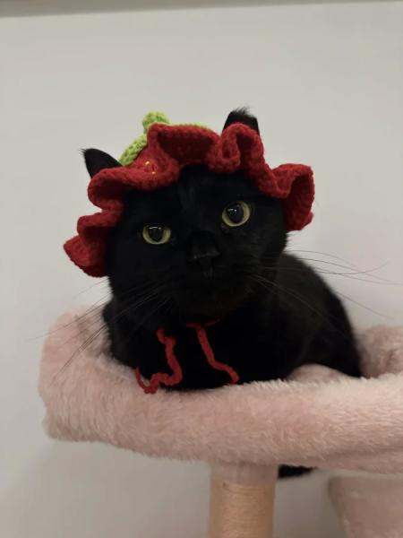 20+ котиков, которые ведут себя как настоящие мудрецы 20+ котиков, которые ведут себя как настоящие мудрецы