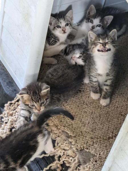 20+ котиков, которые ведут себя как настоящие мудрецы 20+ котиков, которые ведут себя как настоящие мудрецы