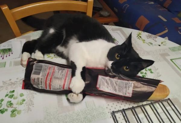 20+ котиков, которые ведут себя как настоящие мудрецы 20+ котиков, которые ведут себя как настоящие мудрецы