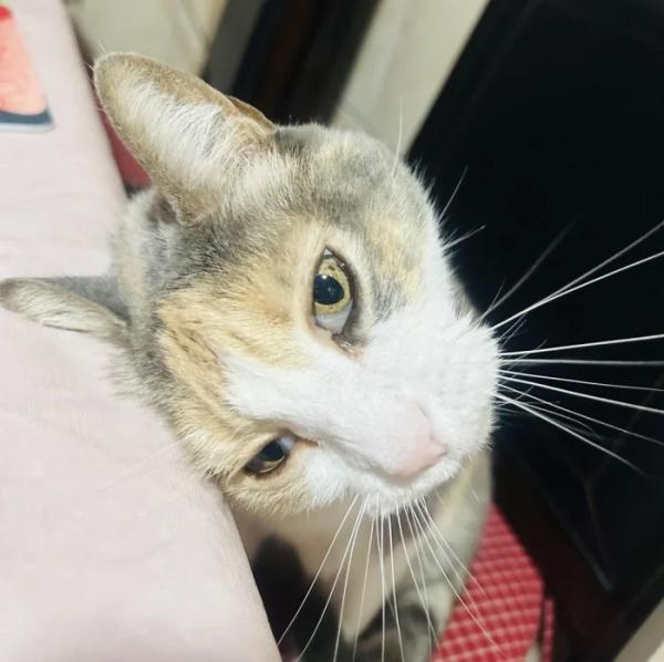 20+ котиков, которые ведут себя как настоящие мудрецы 20+ котиков, которые ведут себя как настоящие мудрецы