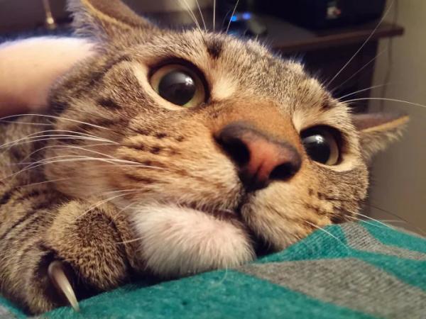 20+ котиков, которые ведут себя как настоящие мудрецы 20+ котиков, которые ведут себя как настоящие мудрецы