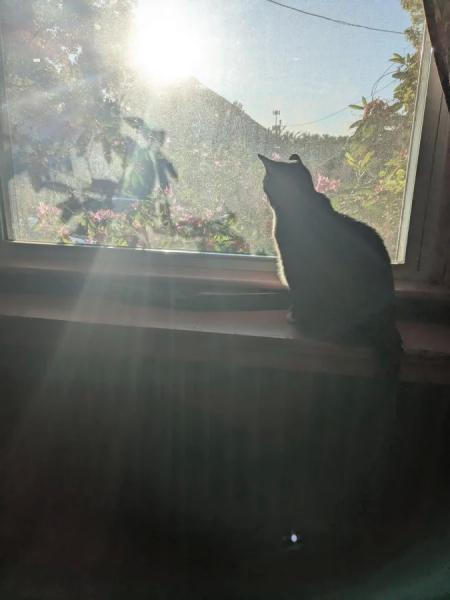 20+ котиков, которые ведут себя как настоящие мудрецы 20+ котиков, которые ведут себя как настоящие мудрецы