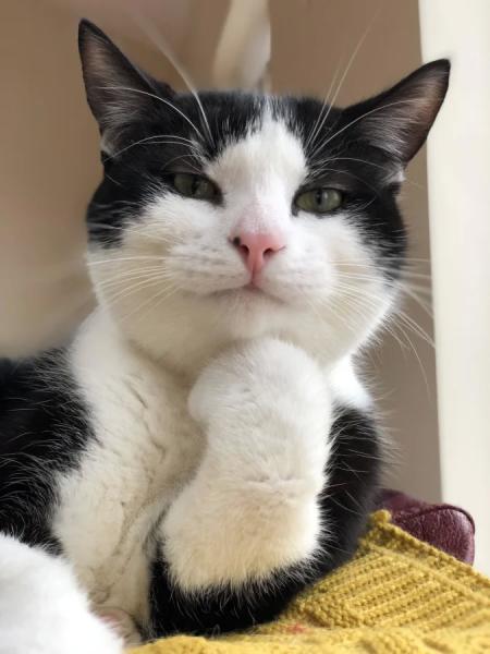 20+ котиков, которые ведут себя как настоящие мудрецы 20+ котиков, которые ведут себя как настоящие мудрецы