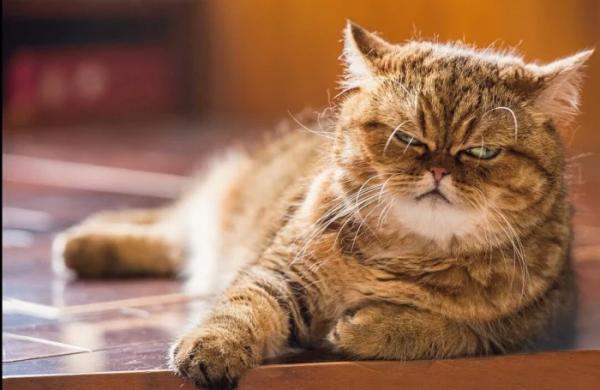 20+ котиков, которые ведут себя как настоящие мудрецы 20+ котиков, которые ведут себя как настоящие мудрецы