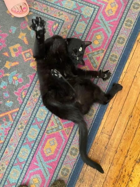 20+ котиков, которые ведут себя как настоящие мудрецы 20+ котиков, которые ведут себя как настоящие мудрецы