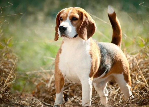 Эстонская гончая: фото и характеристики, особенности ухода