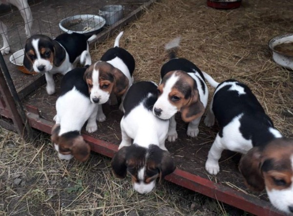 Эстонская гончая: фото и характеристики, особенности ухода