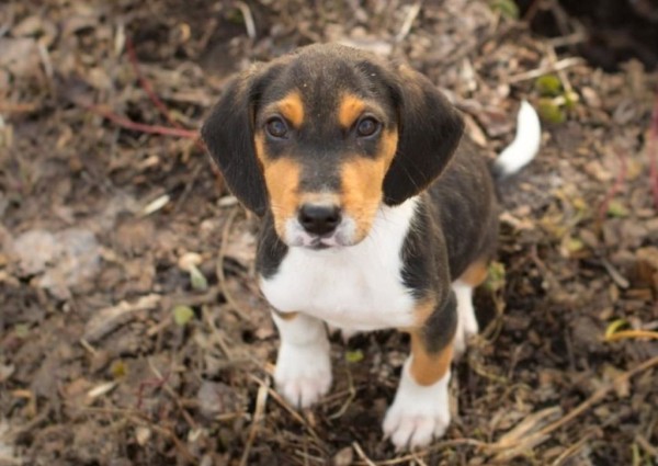 Эстонская гончая: фото и характеристики, особенности ухода