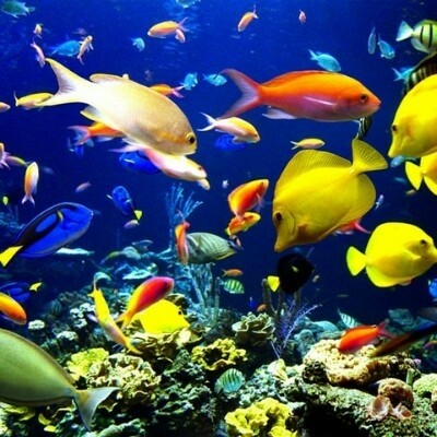 Есть мир такой красивый, волшебным кажется он нам (22 фото) Есть мир такой красивый, волшебным кажется он нам (22 фото)