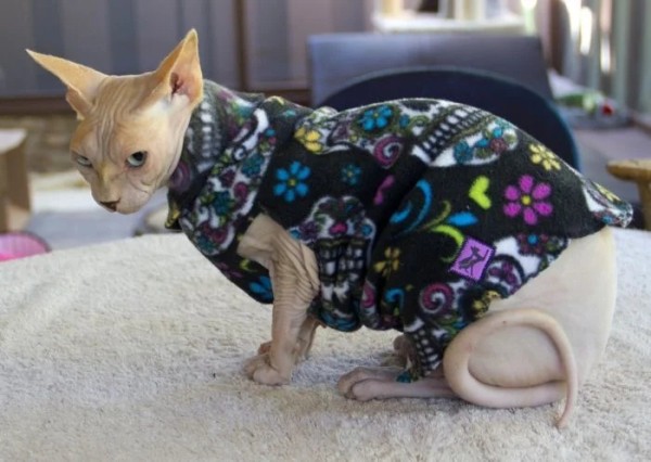 Хозяева наряжают питомцев в пижамы, курточки и штанишки как ценителей моды Хозяева наряжают питомцев в пижамы, курточки и штанишки как ценителей моды