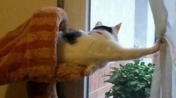 Домашние любимцы совершенно не понимают, за что их ругают Домашние любимцы совершенно не понимают, за что их ругают