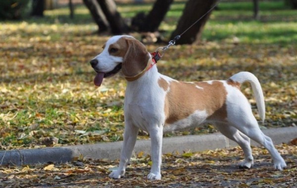 Эстонская гончая: фото и характеристики, особенности ухода