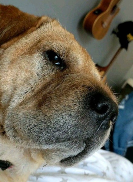 Настроение и эмоции в фотографиях с четвероногими любимцами (30 фото) Настроение и эмоции в фотографиях с четвероногими любимцами (30 фото)