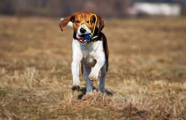 Эстонская гончая: фото и характеристики, особенности ухода Эстонская гончая: фото и характеристики, особенности ухода