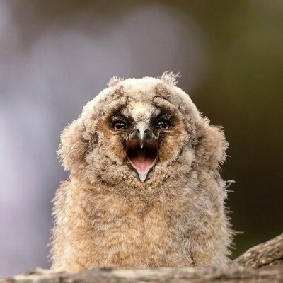 Прекрасные снимки дикой природы от финского фотографа Осси Сааринена (15 фото) Прекрасные снимки дикой природы от финского фотографа Осси Сааринена (15 фото)