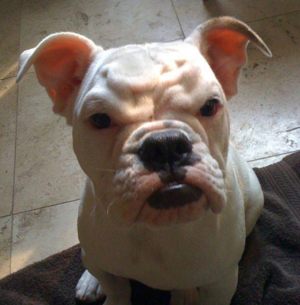 Настроение и эмоции в фотографиях с четвероногими любимцами (30 фото) Настроение и эмоции в фотографиях с четвероногими любимцами (30 фото)