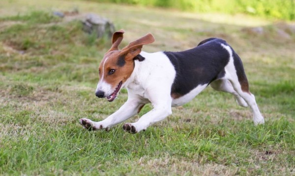 Эстонская гончая: фото и характеристики, особенности ухода