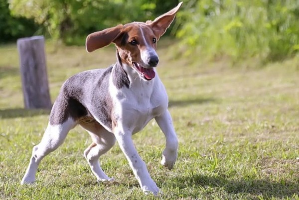 Эстонская гончая: фото и характеристики, особенности ухода