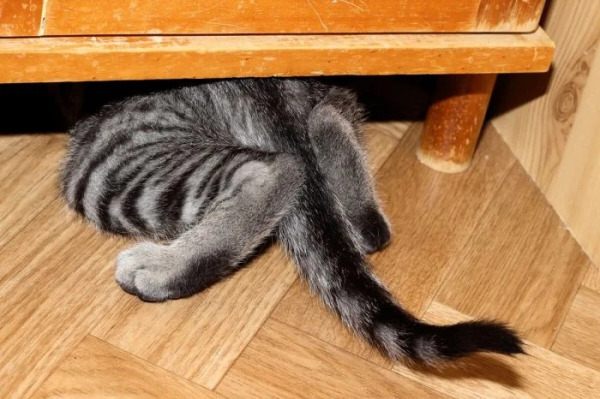 Котики и их забавные попытки слиться с окружением Котики и их забавные попытки слиться с окружением