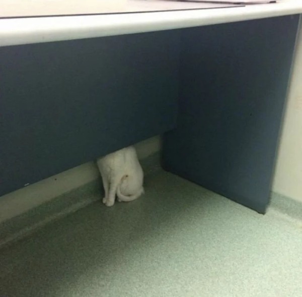 Котики и их забавные попытки слиться с окружением Котики и их забавные попытки слиться с окружением