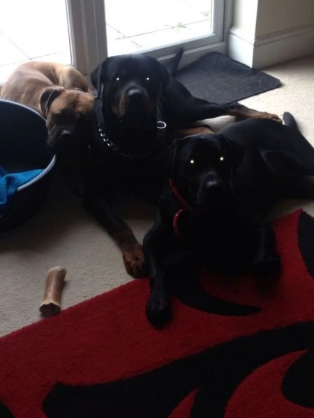 Домашние любимцы совершенно не понимают, за что их ругают Домашние любимцы совершенно не понимают, за что их ругают