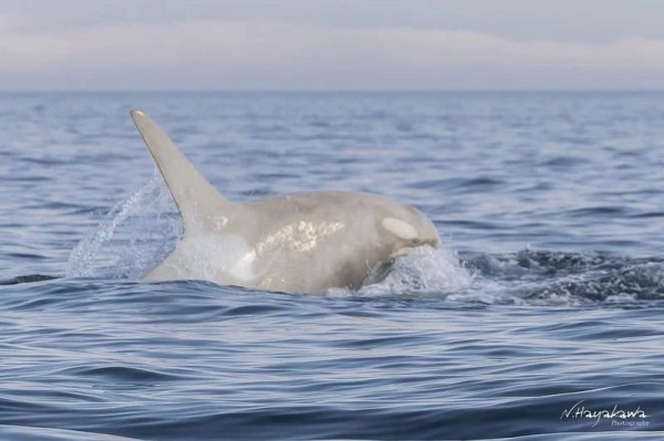 Фотограф запечатлел редкую белую косатку в японских водах (3 фото) Фотограф запечатлел редкую белую косатку в японских водах (3 фото)