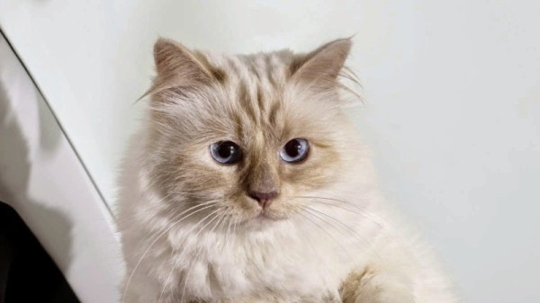 7 животных, у которых есть собственные виллы, слуги и миллионные счета в банках 7 животных, у которых есть собственные виллы, слуги и миллионные счета в банках