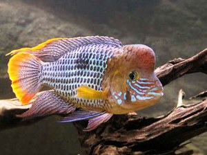 Акара бирюзовая: особенности содержания и размножения Акара бирюзовая: особенности содержания и размножения