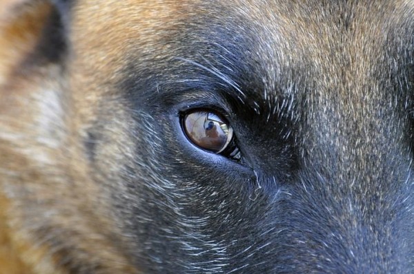 Глаза собачьи смотрят прямо в душу (20 фото) Глаза собачьи смотрят прямо в душу (20 фото)